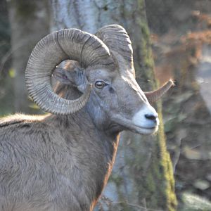 Ovis canadensis canadensis