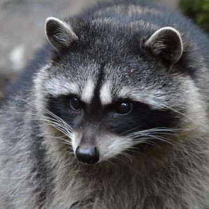 Procyon lotor pacificus