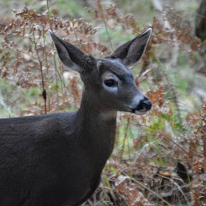 Odocoileus hemionus columbianus