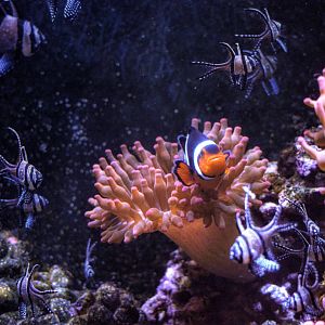 clown-fish and friends