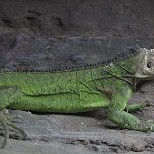 Lesser Antillean iguana