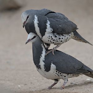 Wonga pigeons