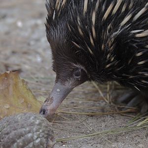 Bruce wakes up and smells the pinecone