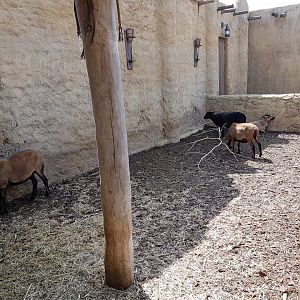 Enclosure Cameroon sheep