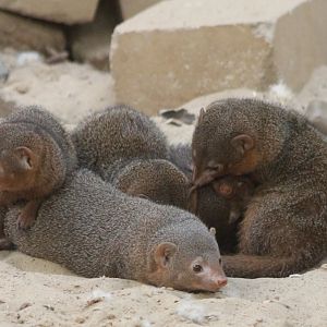 Dwarf mongooses