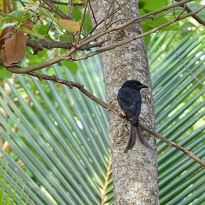 White-bellied drongo