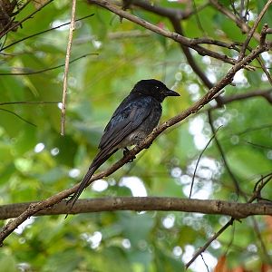 White-bellied drongo