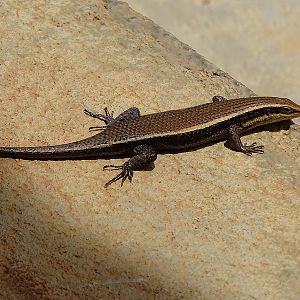 Skink (ID needed)