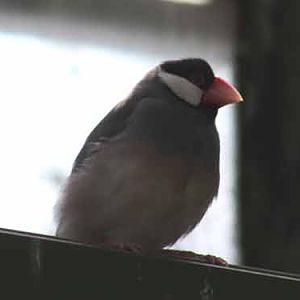 Java Sparrow