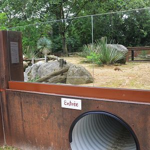 Dwarf Mongoose Enclosure at Doué-la-Fontaine, 15/06/18