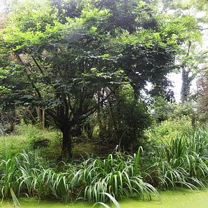 Roloway Guenon Enclosure at Doué-la-Fontaine, 15/06/18