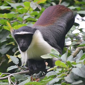 Roloway Guenon at Doué-la-Fontaine, 15/06/18