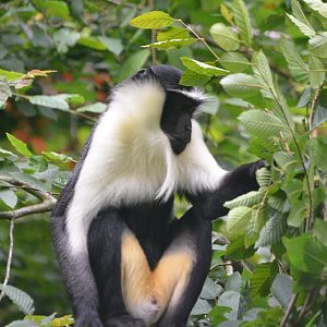 Roloway Guenon at Doué-la-Fontaine, 15/06/18