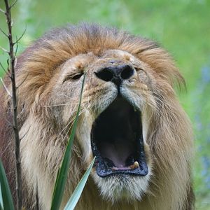 African Lion at Doué-la-Fontaine, 15/06/18