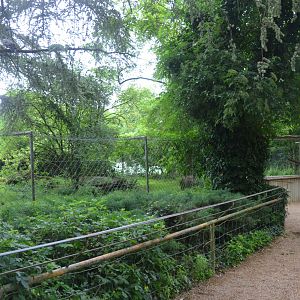 Maned Wolf Enclosure at Doué-la-Fontaine, 15/06/18