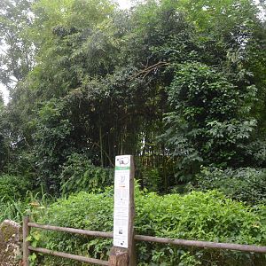 Cotton-topped Tamarin Enclosure at Doué-la-Fontaine, 15/06/18