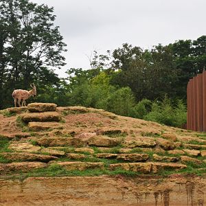 Markhor Enclosure from Upper Viewing Area at Doué-la-Fontaine, 15/06/18