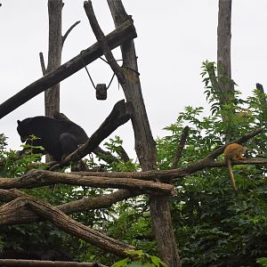 Spectacled Bear and Squirrel Monkey Enclosure at Doué-la-Fontaine, 15/06/18