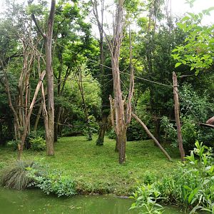 Variegated Spider Monkey Enclosure at Doué-la-Fontaine, 15/06/18