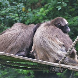 Variegated Spider Monkey at Doué-la-Fontaine, 15/06/18