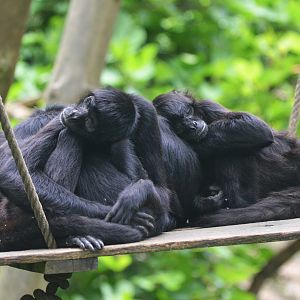Colombian Spider Monkeys at Doué-la-Fontaine, 15/06/18