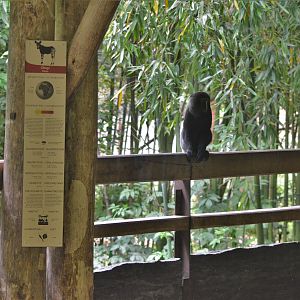 Okapi Sanctuary Aviary at Doué-la-Fontaine, 15/06/18
