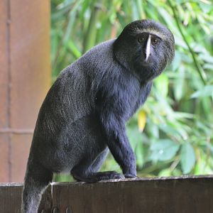 Owl-faced Guenon at Doué-la-Fontaine, 15/06/18
