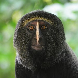 Owl-faced Guenon at Doué-la-Fontaine, 15/06/18