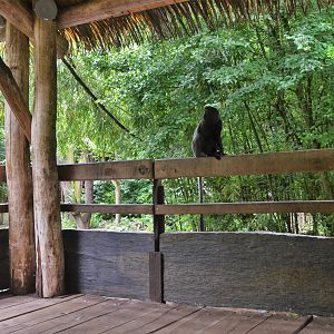 Okapi Sanctuary Aviary at Doué-la-Fontaine, 15/06/18
