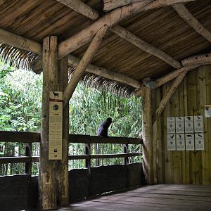 Okapi Sanctuary Aviary at Doué-la-Fontaine, 15/06/18