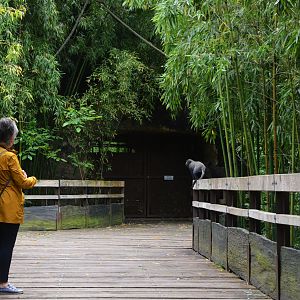 Okapi Sanctuary Aviary at Doué-la-Fontaine, 15/06/18
