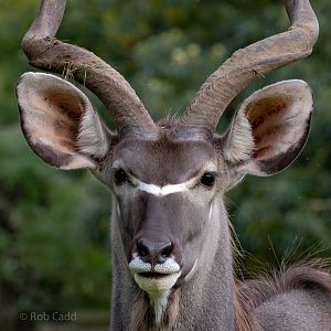 Greater kudu : Howletts : 07 Oct 2018