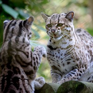 Margay : Howletts : 07 Oct 2018
