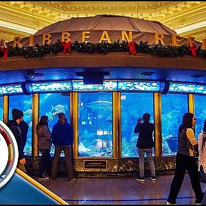 YouTube - The Caribbean Reef