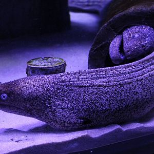 Moray-eel species