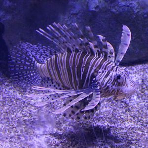 Lionfish