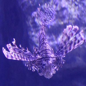 Lionfish
