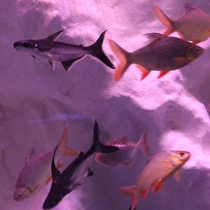 Pangasius and Barbonymus