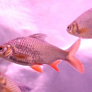 Barbonymus schwanenfeldii