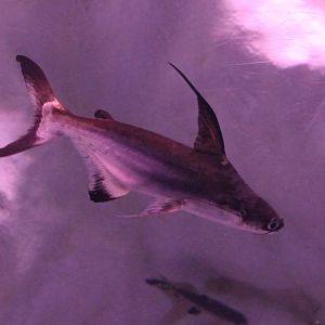 Pangasius sanitswongi