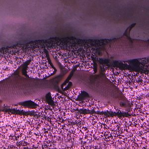 Silver sharks - Balantiocheilos melanopterus