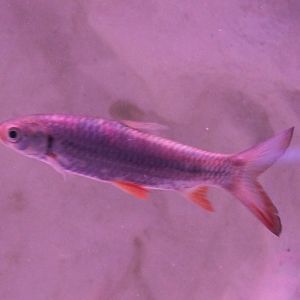 Golden shark - Balantioceilos ambusticauda ?