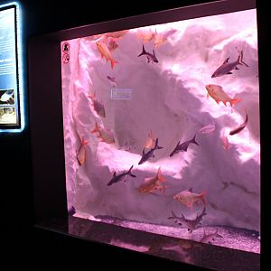 "Far East" aquarium