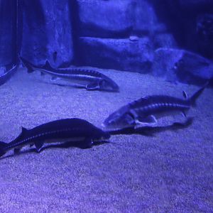 Sturgeon - species
