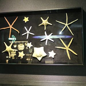Starfish display