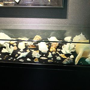 Shell-collection