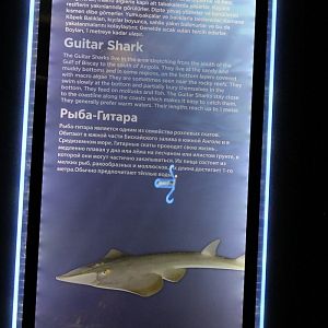Sign Guitar shark