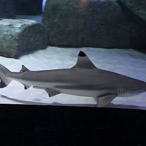 Blacktip reef-shark