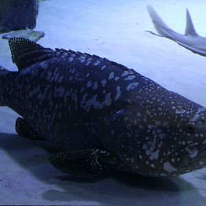 Epinephelus lanceolatus