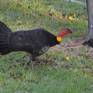Brush turkey